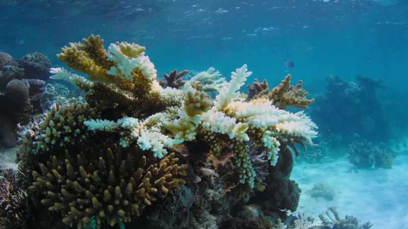 On the Great Barrier Reef
