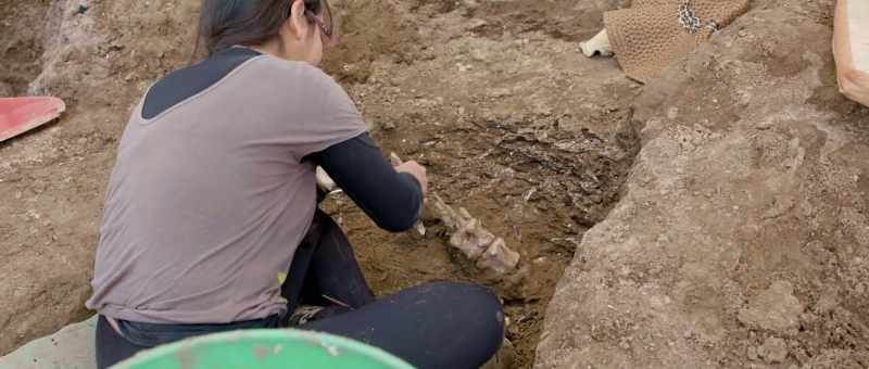 on the material inside the bones of dinosaurs