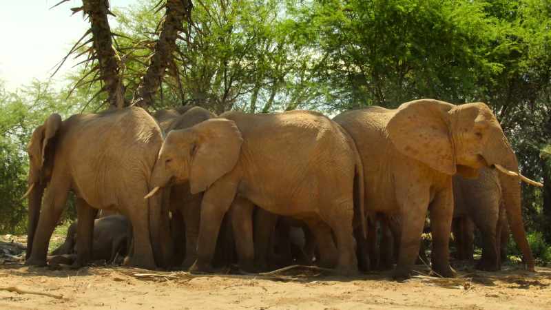 On the parched plains in Kenya