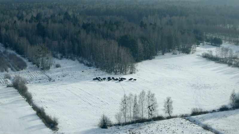 On the plains between the densely packed trees