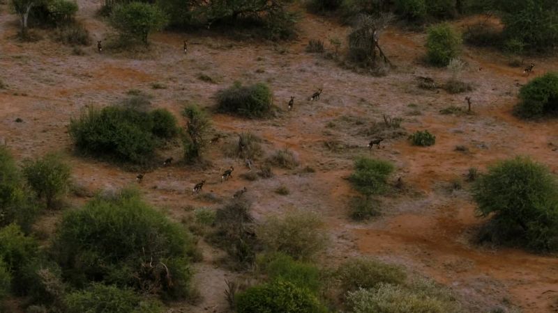 On the plains of Laikipia