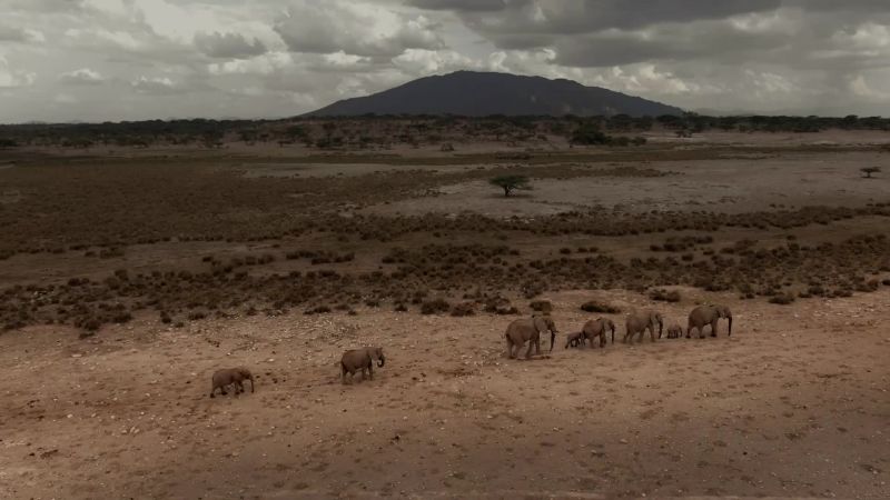 On the plains of Samburu