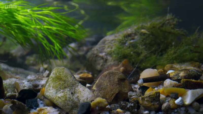 On the riverbed, something stirs