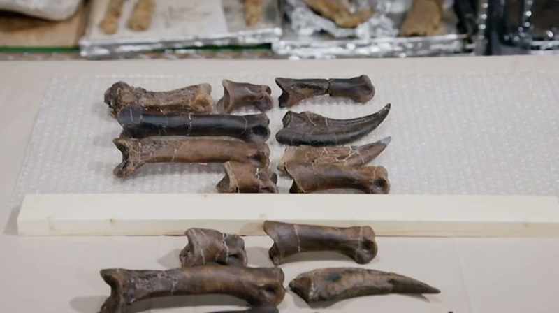 ON THE TABLE ARE THE HAND BONES