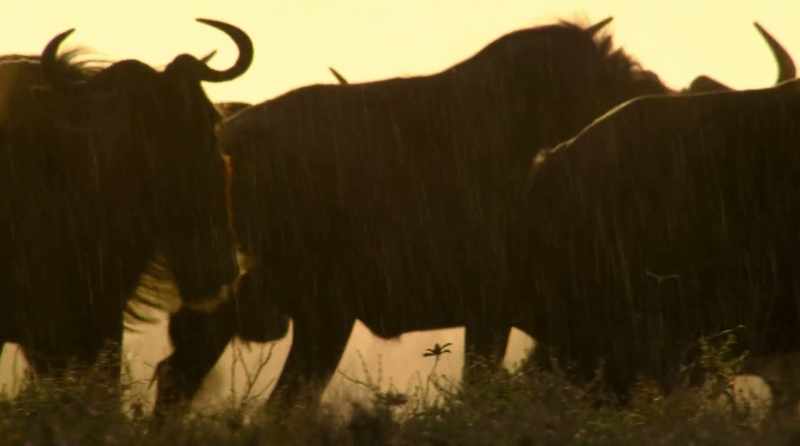On the tropical plains