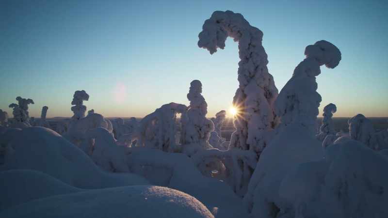 On the tundra's southern fringes