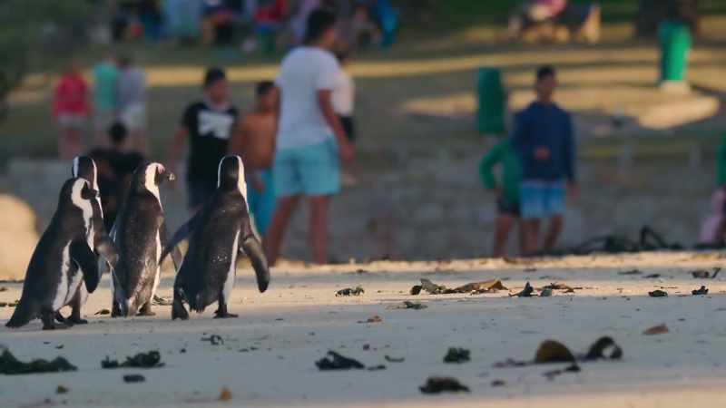 On weekends in Simon's Town, everyone goes to the shore