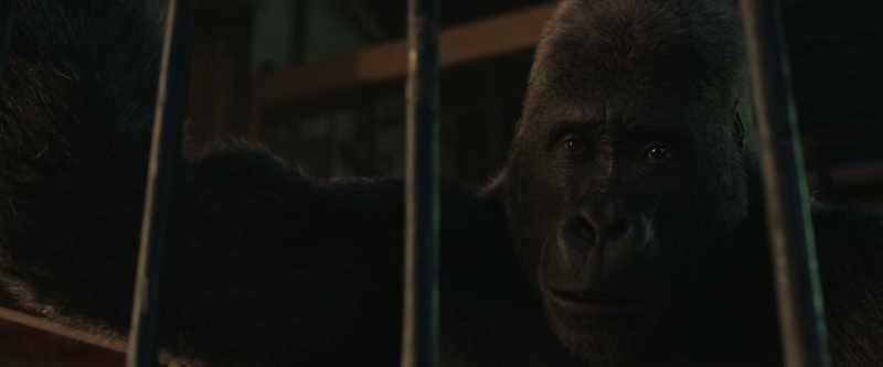 On my word as a silverback, I promise
