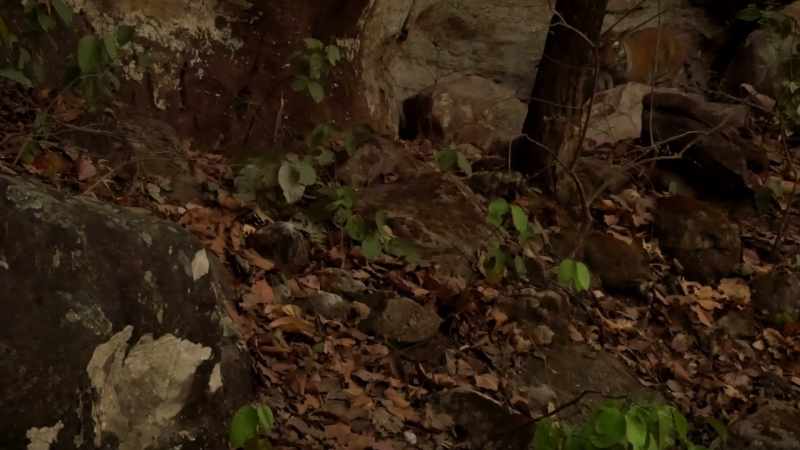 Once a den has been discovered, it's no longer safe