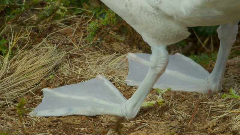 Once again, he begins his courtship display