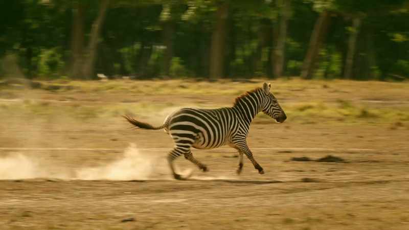 Once again, Shani's stallion sees off the threat