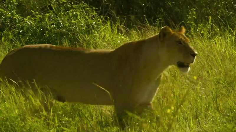 Once again, she's hunting alone
