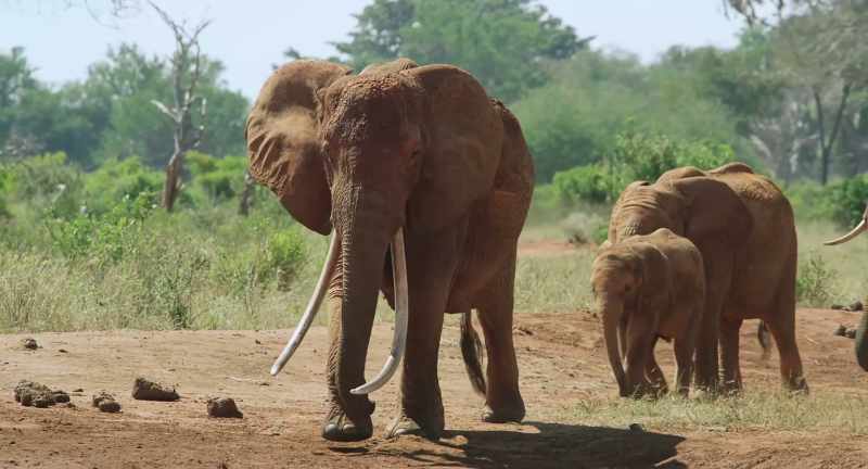 Once again, the water hole will be a lifeline for them all