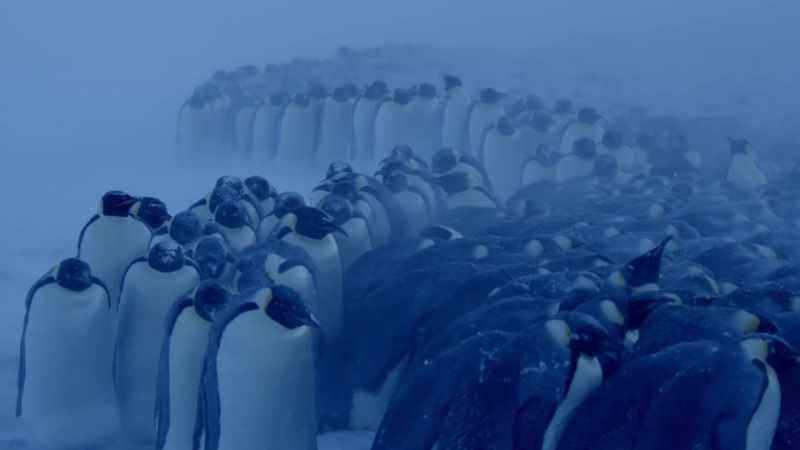 Once they arrive on the sheltered side of the huddle