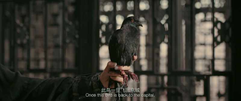 Once this bird returns to the capital