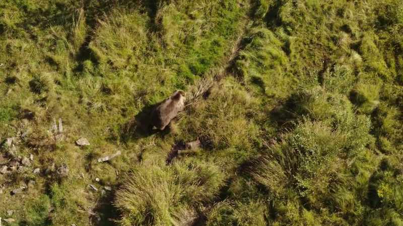 Once brown bears roamed all over Europe