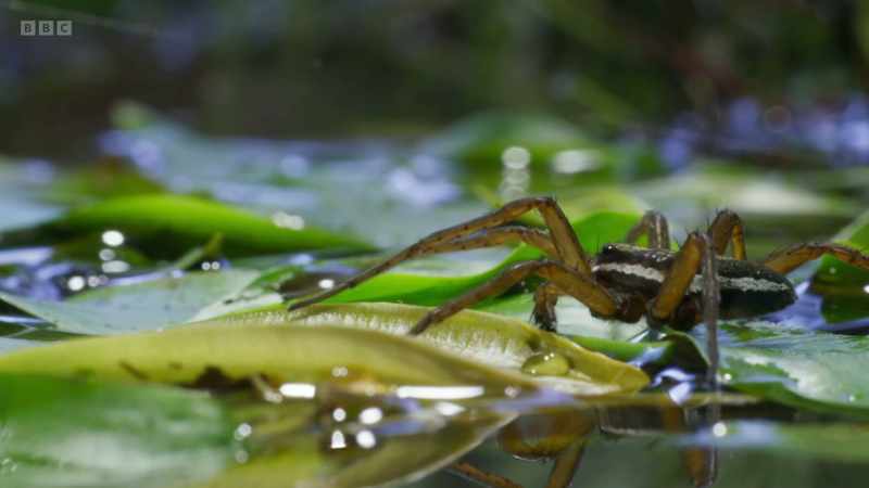 Once close, he taps the water's surface