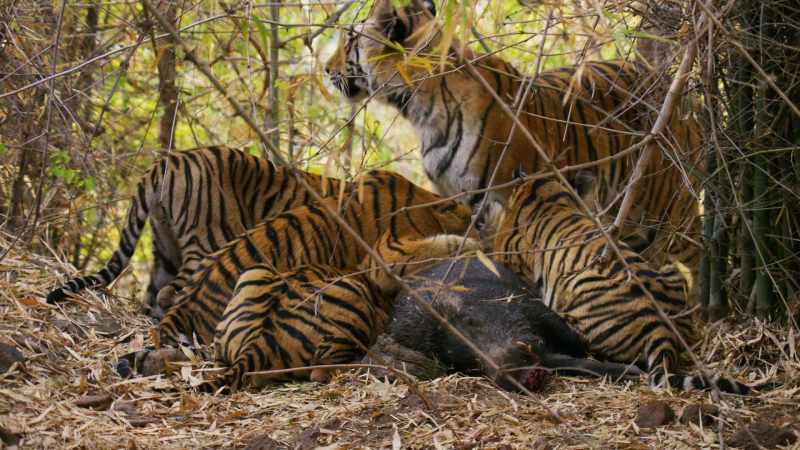 Once she has had her fill, her sons dominate the carcass