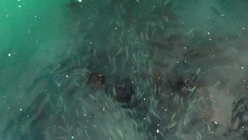 Once, herring thrived here in an abundance we can barely imagine today