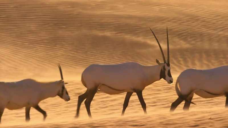 Once hunted close to extinction