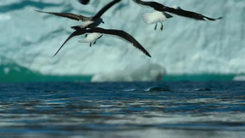 Once in position, they blast air from their blowholes