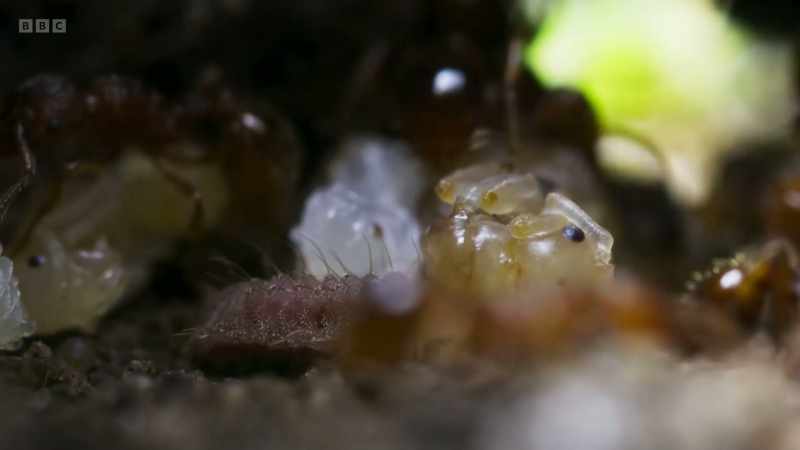Once inside the nest