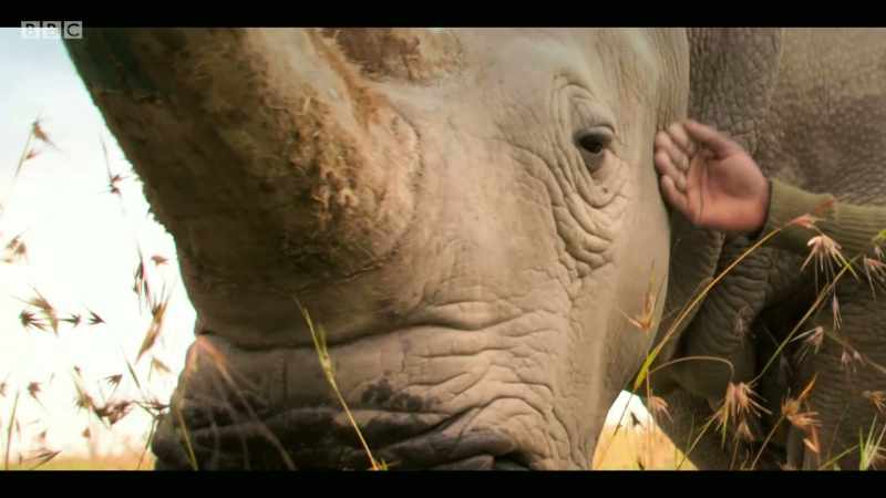 Once we lose these species