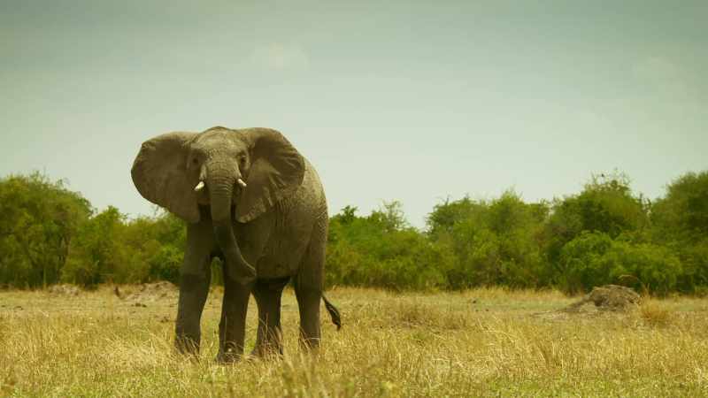 Once, Tembo was just like his brother