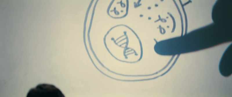 Once the cell's nucleus is infected