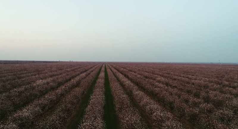 Once the crop has bloomed