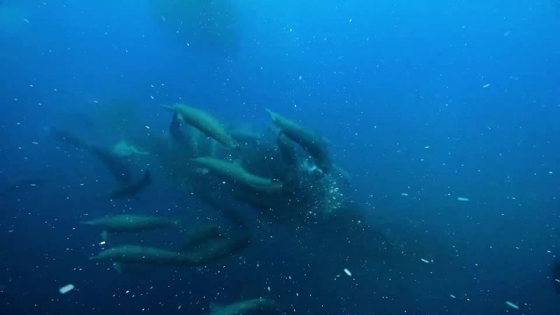 Once the dolphins have had their fill