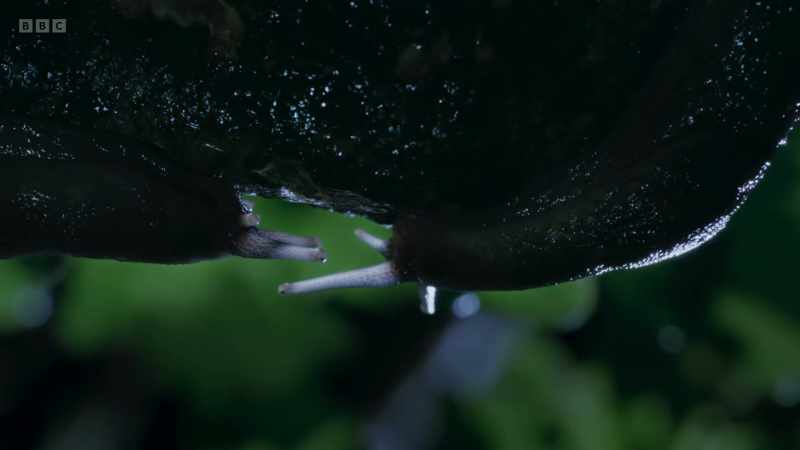 Once the pair reach the tree-tops