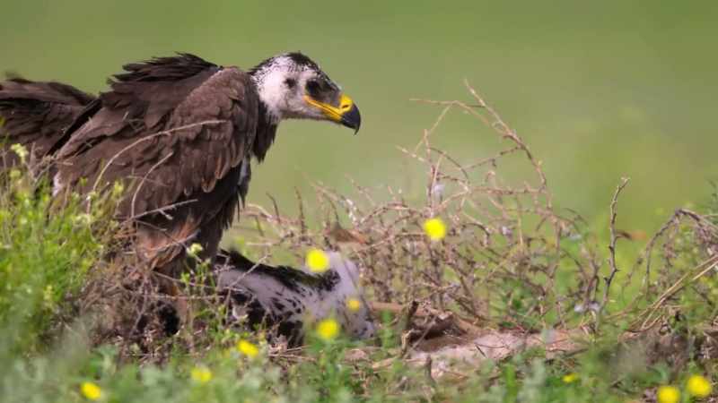 Once, these eagles would have preyed on antelope that numbered in millions