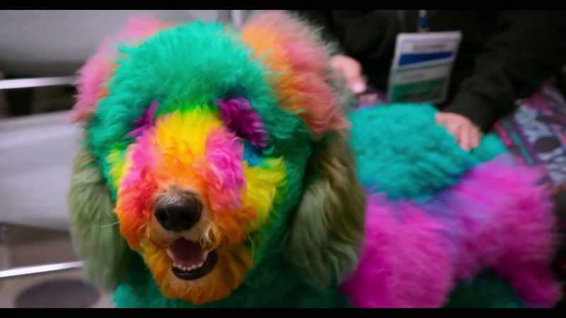 Once they've finished technically evaluating your dog