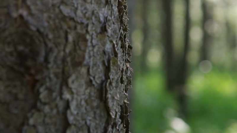 Once under the bark, she tunnels upwards