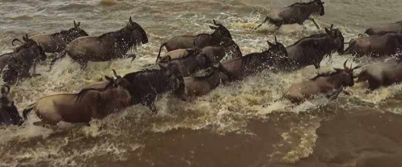 One and a half million wildebeest