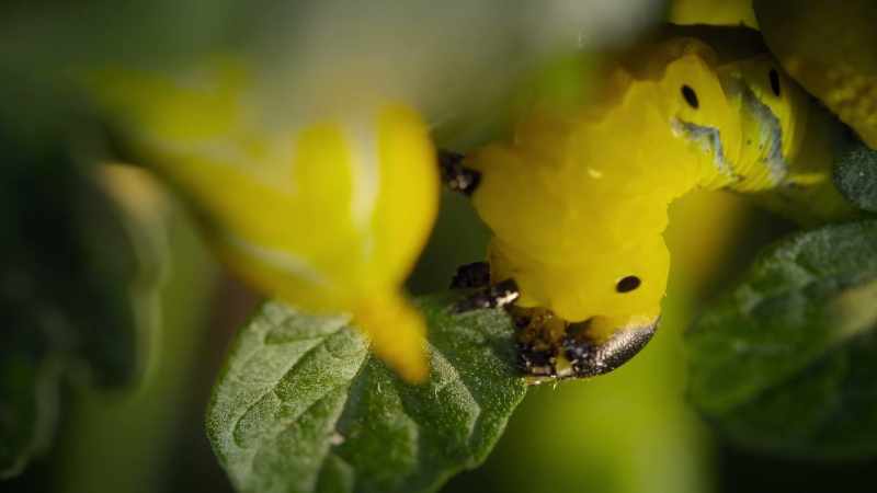 one caterpillar can devour an entire plant