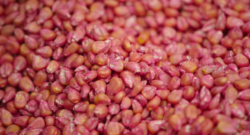 One corn seed has enough neonicotinoid seed treatment