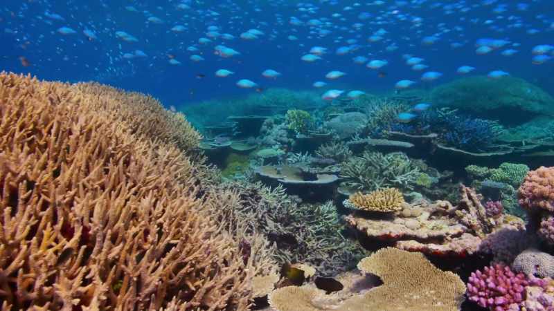 One creature on Australia's Great Barrier Reef