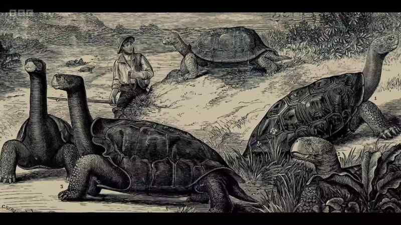 One day, Darwin rode a beagle to the Galápagos Islands