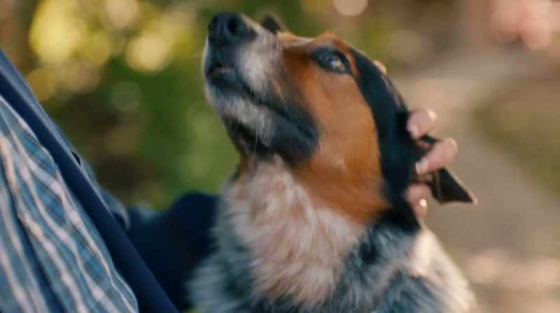 One day, they got this crazy idea for a dog translator