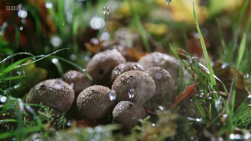 One droplet is enough to trigger the projection of a puffball's