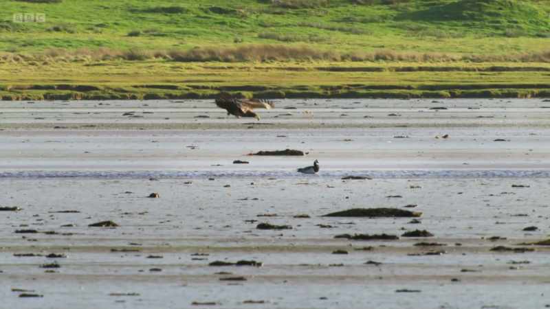 One exhausted goose, however, gets left behind