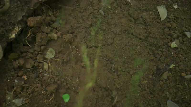 one that follows a river of leaves