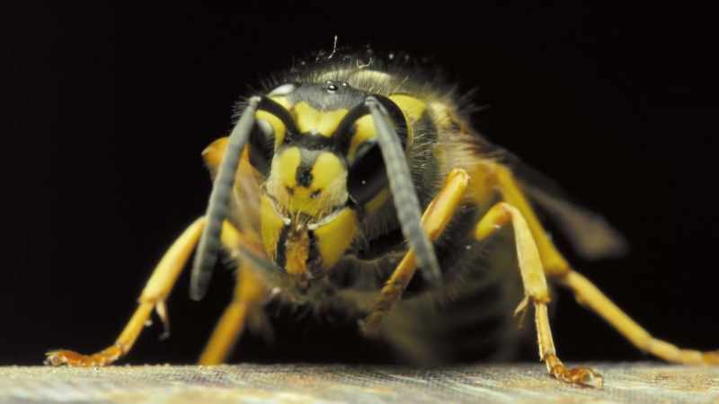 One hornet can easily shred, like, 20 bees