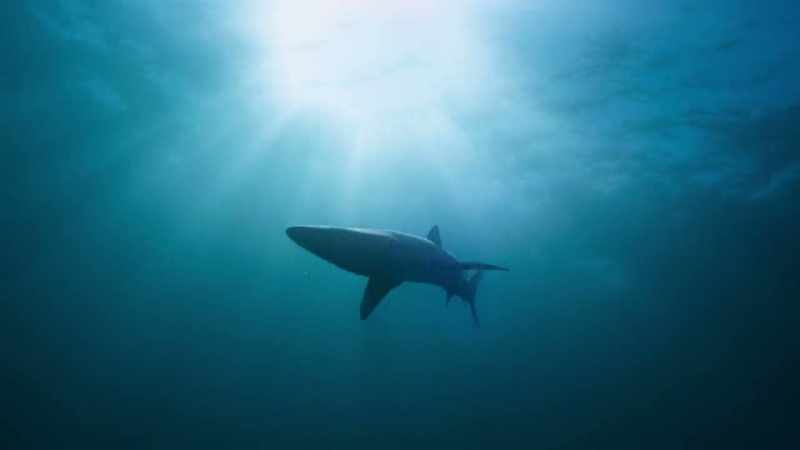 One hundred million sharks are killed every year