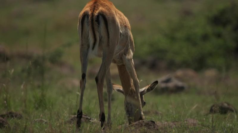 One impala, has drifted away from the herd
