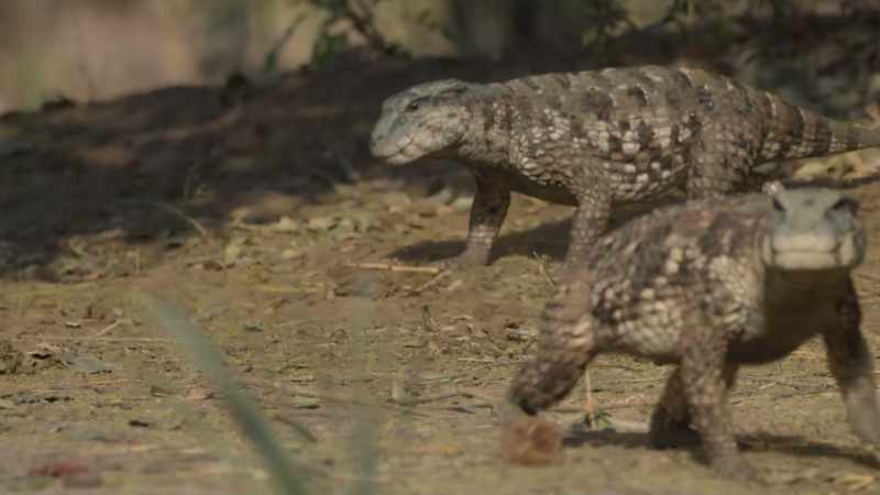 One that lives almost entirely on land