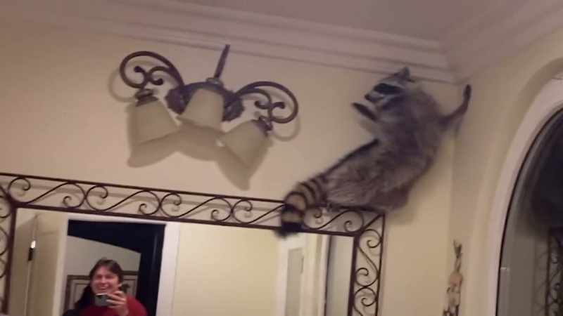 One neighborly critter decides to drop by