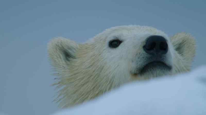 One of Aurora's cubs, Kaska